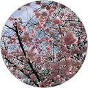 Karla Torrecillas profile picture